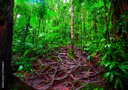 Obraz Korzenie w dżungli Basse Terre