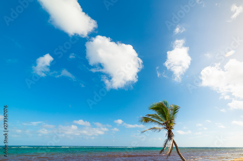 Fototapeta Naklejka Na Ścianę i Meble -  Palm tree under a blue sky in Autre Bord beach in Guadeloupe