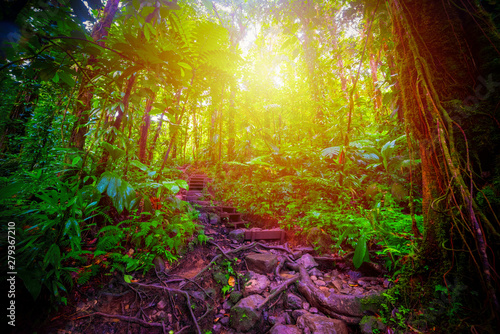 Fototapeta Naklejka Na Ścianę i Meble -  Step and roots in Basse Terre jungle in Guadeloupe