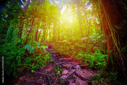 Obraz Krok i korzenie w dżungli Basse Terre na Gwadelupie