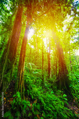 Sun shining over Basse Terre jungle in Guadeloupe