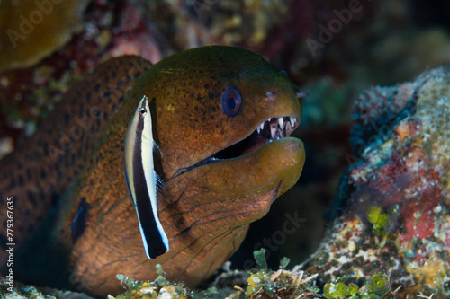 Bluestreak Cleaner Wrasse photo