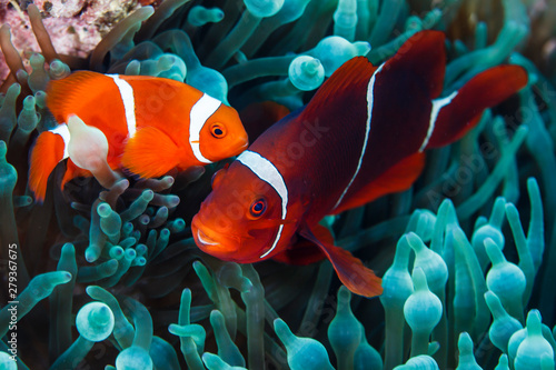 Spinecheek Anemonefish