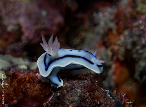 Willan's Chromodoris photo