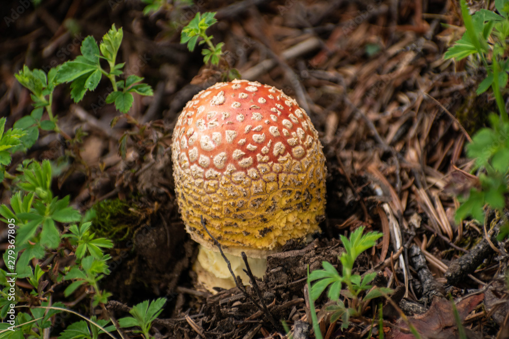 Amanita muscaria mushroom close up. Minimal nature background