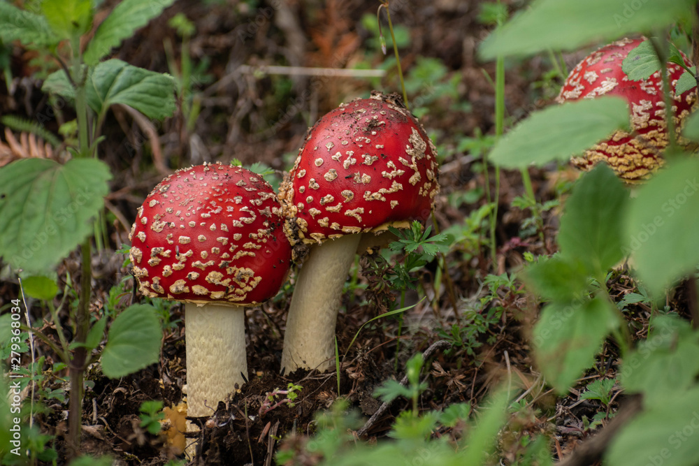 Amanita muscaria mushrooms close up. Minimal nature background Amanita muscaria mushrooms close up. Minimal nature background