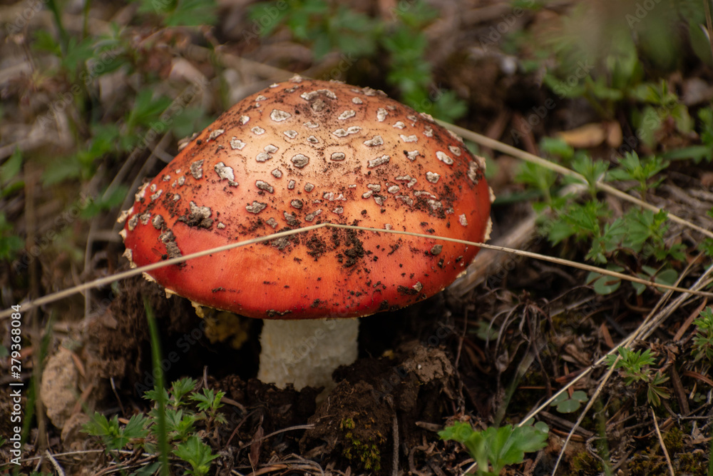 Amanita muscaria mushroom close up. Minimal nature background Amanita muscaria mushroom close up. Minimal nature background