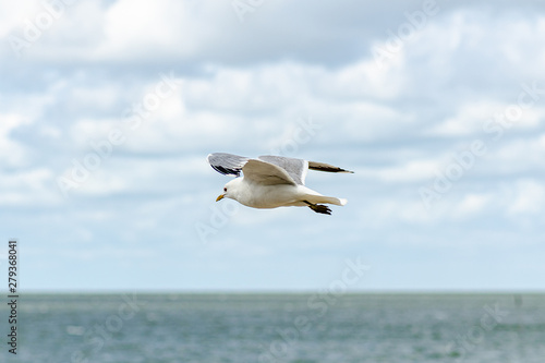 one flying seagull above the blue sea