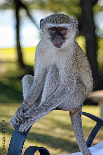 Vervet Monkey