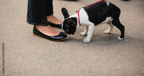 Boston terrier sniffing woman's feet