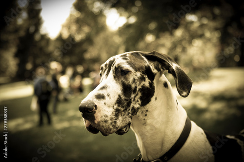 portrait of a great dane