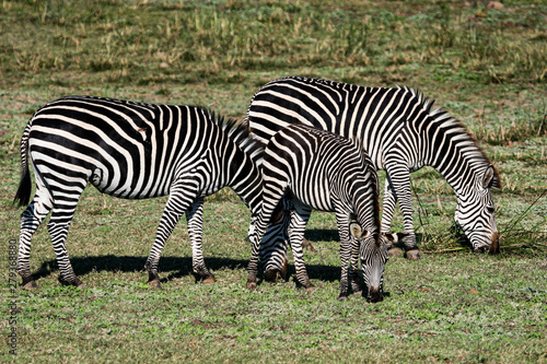 Three Grazing Zebra