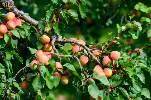 apricot trees near aggsbach, wachau, lower austria photo