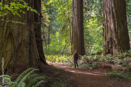 Hiker on trail surrounded by giant trees in Redwoods National Park, California