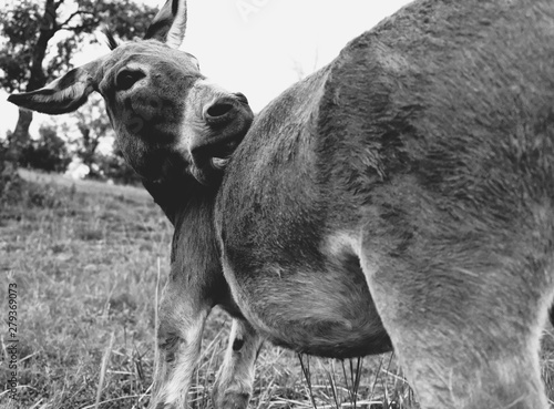 Fototapeta Naklejka Na Ścianę i Meble -  Funny mini donkey scratching an itch close up in black and white.