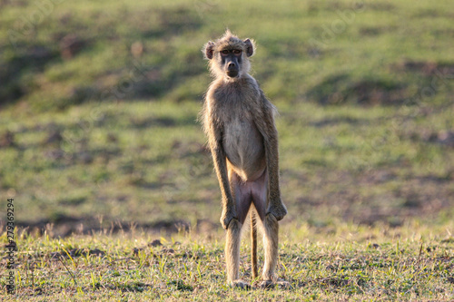 Baboon On Sentry Duty