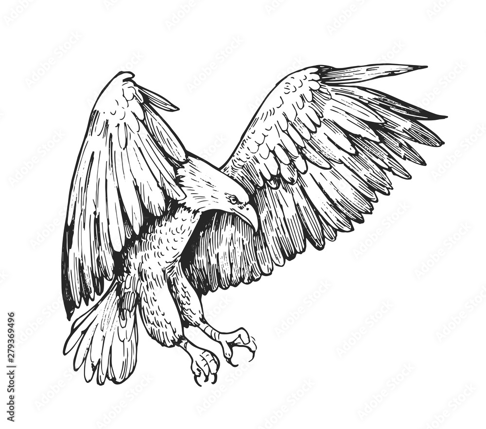 Sketch of eagle. Hand drawn illustration converted to vector Stock ...
