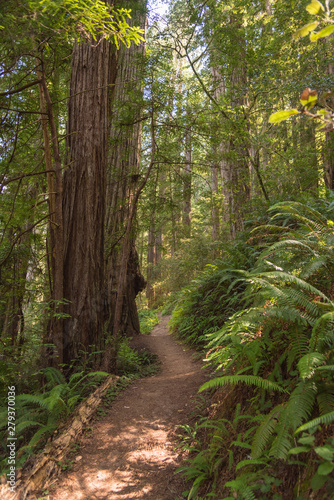 Beautiful forest hiking trail path through lush green ferns and giant redwoods