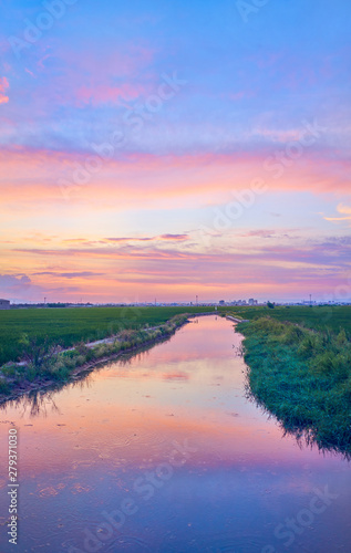 Sunset in the green fields cultivated with rice plants. July in the Albufera of Valencia