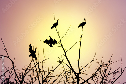 Black silhouette of cormorant birds drying their wings perched on leafless branches against veiled sun