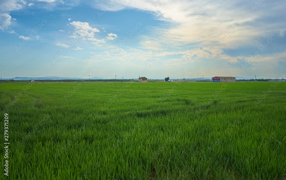 Green fields cultivated with rice plants. July in the Albufera of Valencia Green fields cultivated with rice plants. July in the Albufera of Valencia