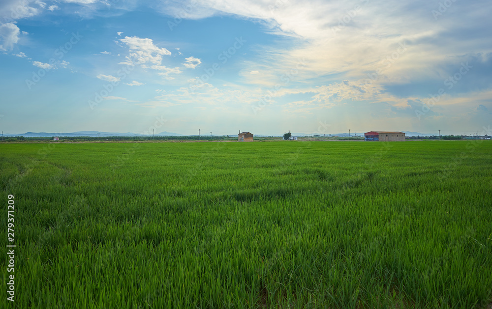 Green fields cultivated with rice plants. July in the Albufera of Valencia