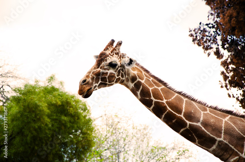 Photography giraffe in the zoo