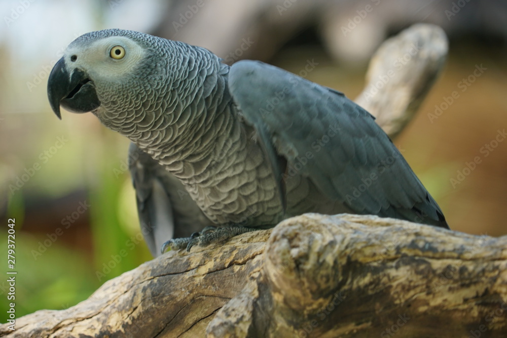 Fototapeta premium Rare species of birds in Bali. Wild nature.