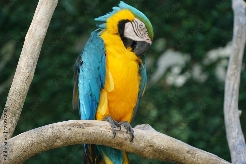 Rare species of birds in Bali. Wild nature. Rare species of birds in Bali. Wild nature.