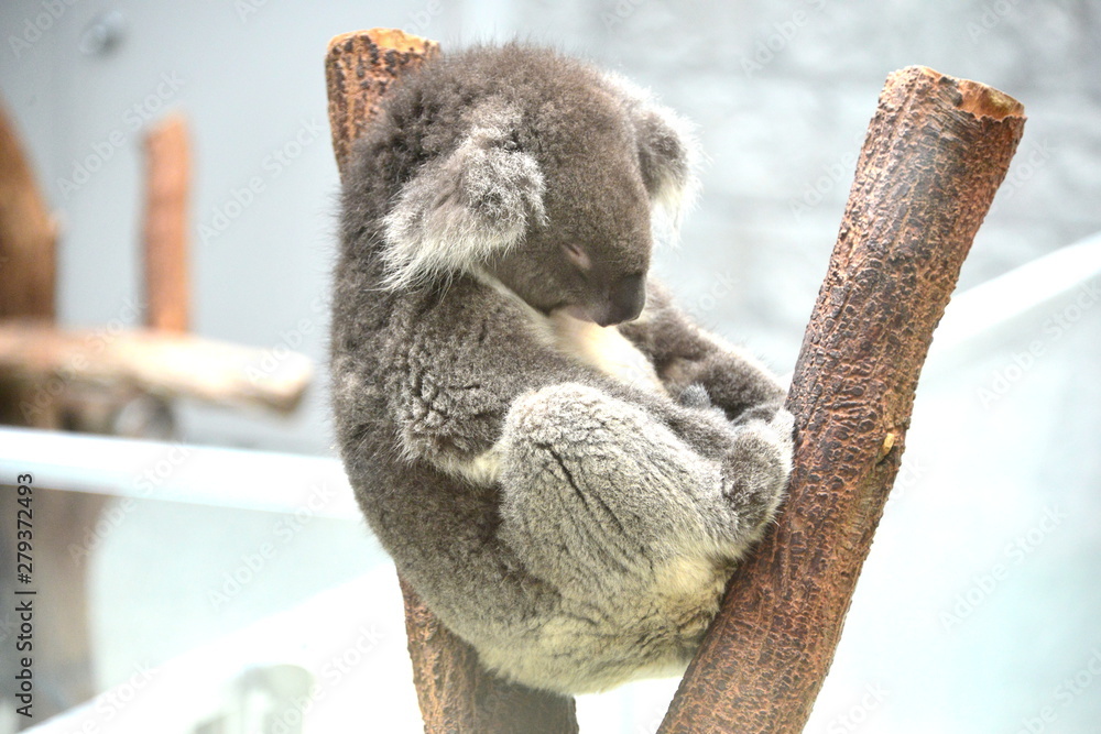 Obraz premium コアラ