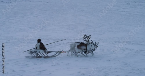 Siberian man driving on a sleigh with five reindeers in the middle of tundra full of snow photo