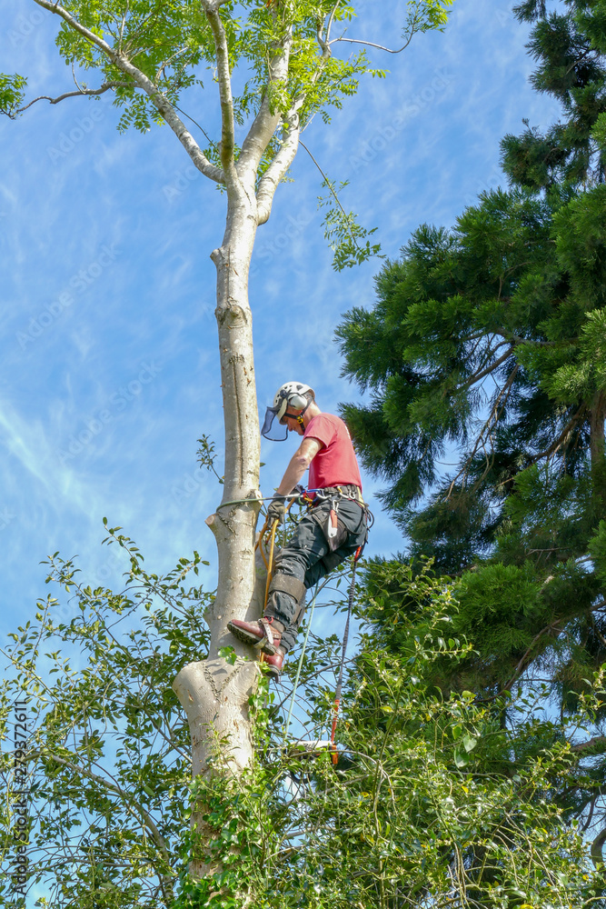 Fototapeta premium Tree Surgeon or Arborist checking safety ropes halfway up a tall tree