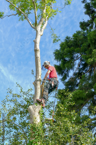 Tree Surgeon or Arborist checking safety ropes halfway up a tall tree