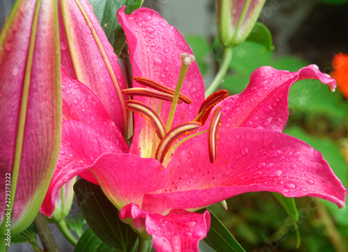 Pink Lily.