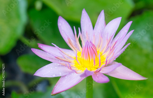 Pink lotus flowers with droplets blooming in lotus pond selective focus blurred green leaf background.water lily aquatic plants for worship