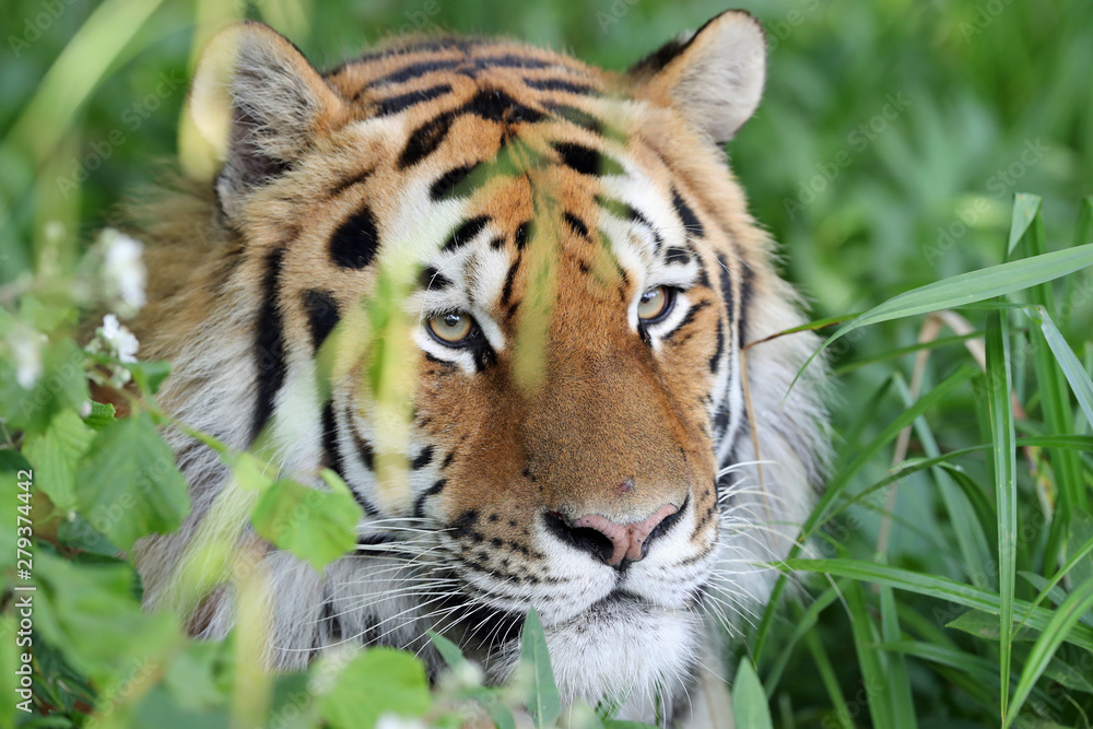 Obraz premium Portrait of an Amur Tiger