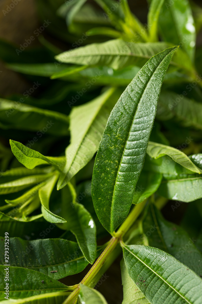 Green Organic Fresh Lemon Verbena Green Organic Fresh Lemon Verbena