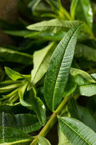 Green Organic Fresh Lemon Verbena