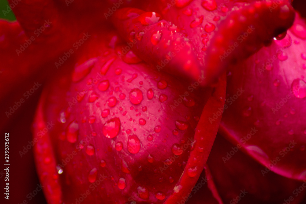 petals of a beautiful red rose petals of a beautiful red rose
