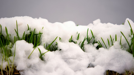 Melting snow on green grass close up, warm spring day, rebirth of life concept