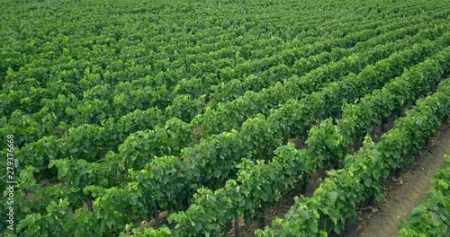 Flying over a french vineyard