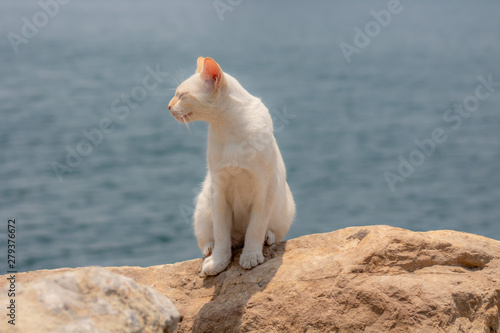 Cute cat. With beach background