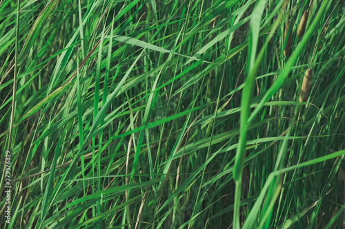 Balrush plants in faded green colors. Calming nature details: sunlit lake cane, single-tone background image