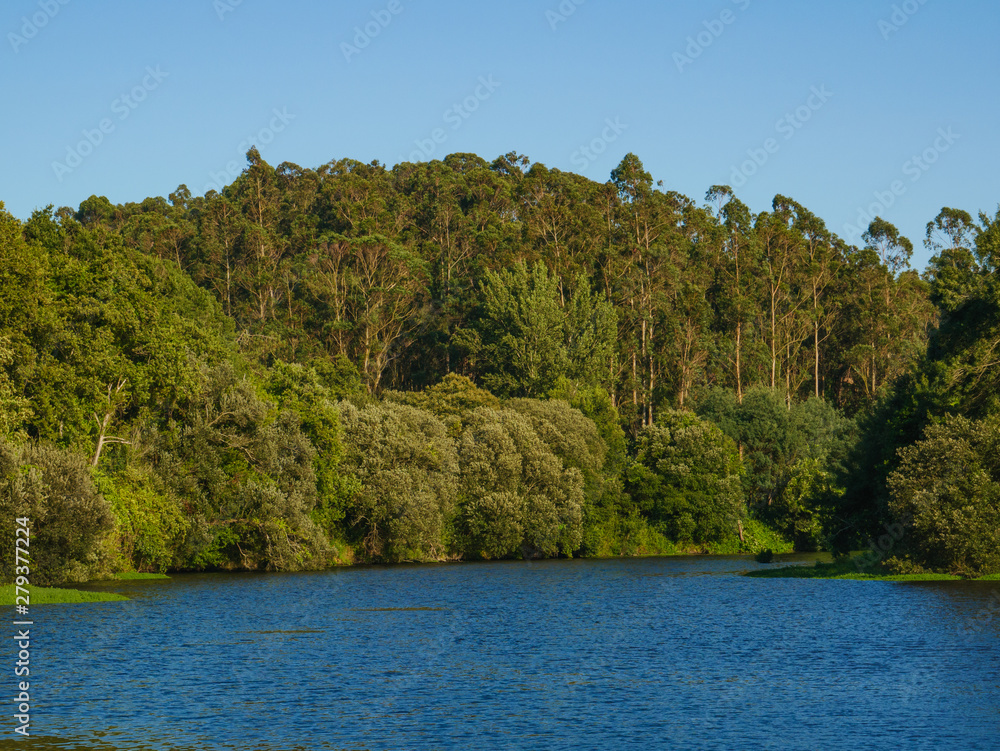 Forest on banks of Ave river in Portugal on a sunny summer day with blue sky
