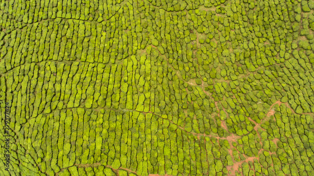 Aerial view of tea fields in Tanah Rata, Highlands Malaysia. Aerial view of tea fields in Tanah Rata, Highlands Malaysia.