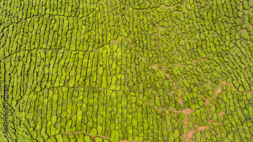 Aerial view of tea fields in Tanah Rata, Highlands Malaysia. photo