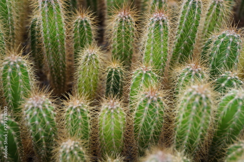 Pequeños cactus
