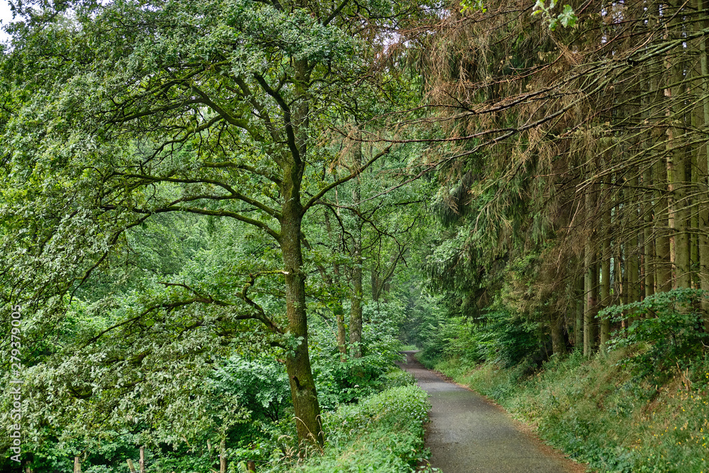 Fototapeta premium A tarred footpath and cycle path leading through a beautiful green forest with fresh lush foliage