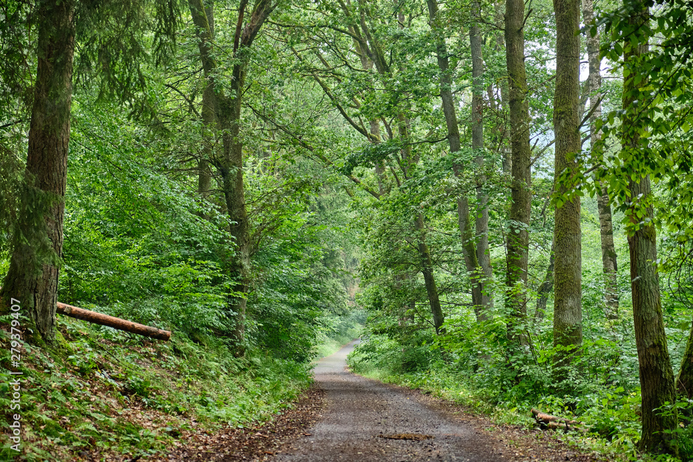Fototapeta premium A tarred footpath and cycle path leading through a beautiful green forest with fresh lush foliage