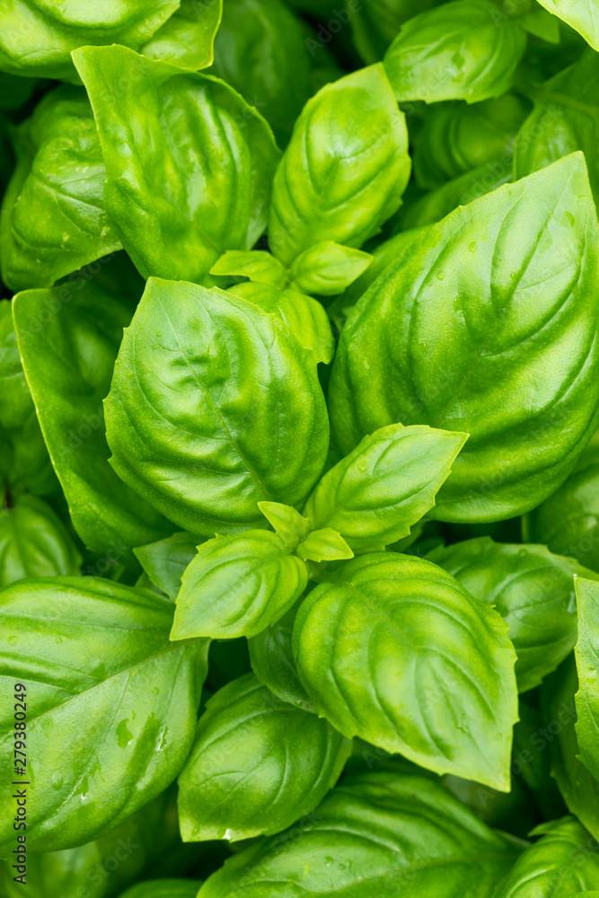 Raw Green Organic Basil Plant Raw Green Organic Basil Plant